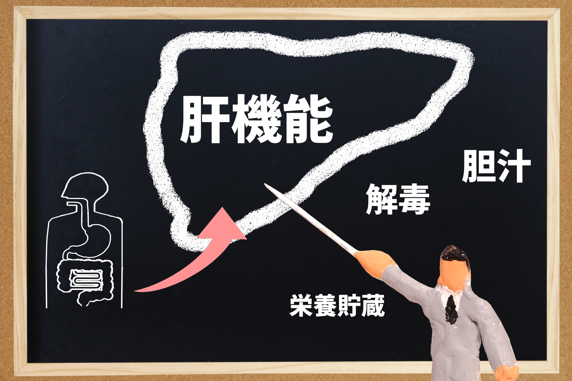 肝機能障害（異常）について